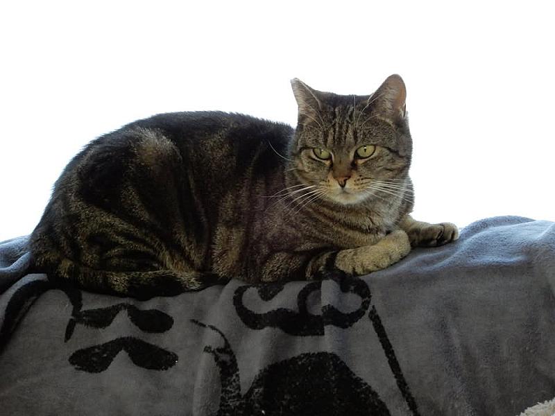 Kattenpraat