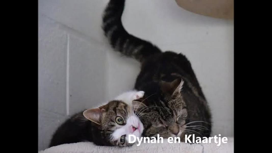 Kattenpraat