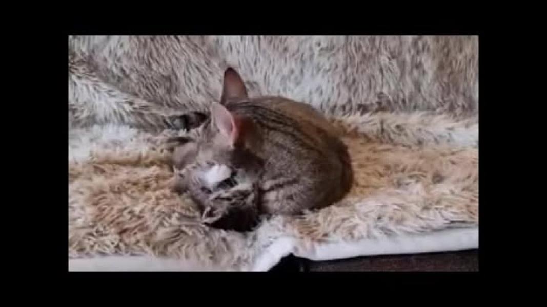 Kattenpraat