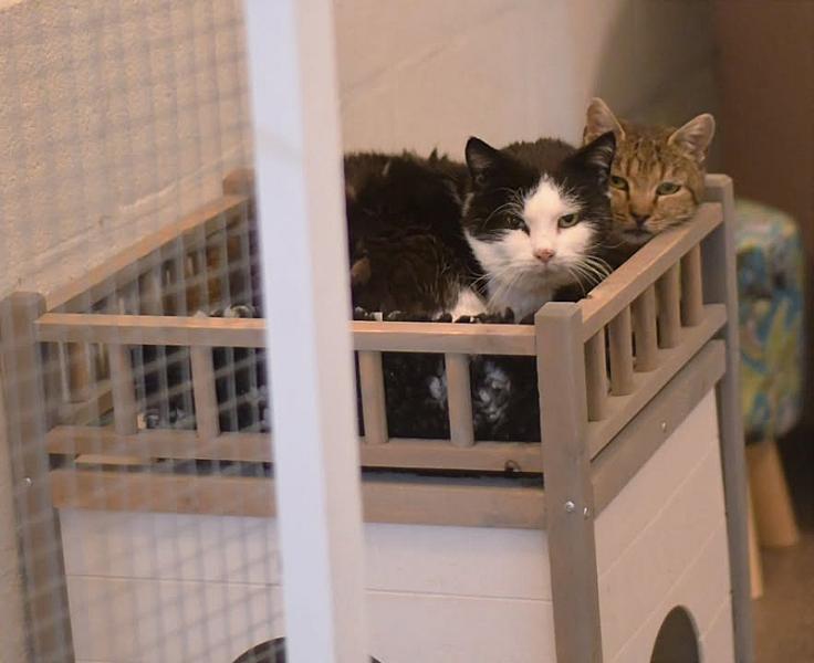 Kattenpraat