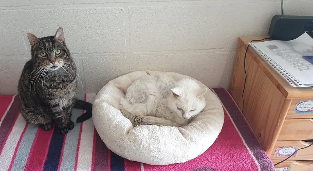 Kattenpraat