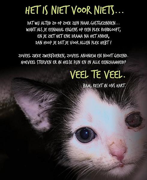 Kattenpraat