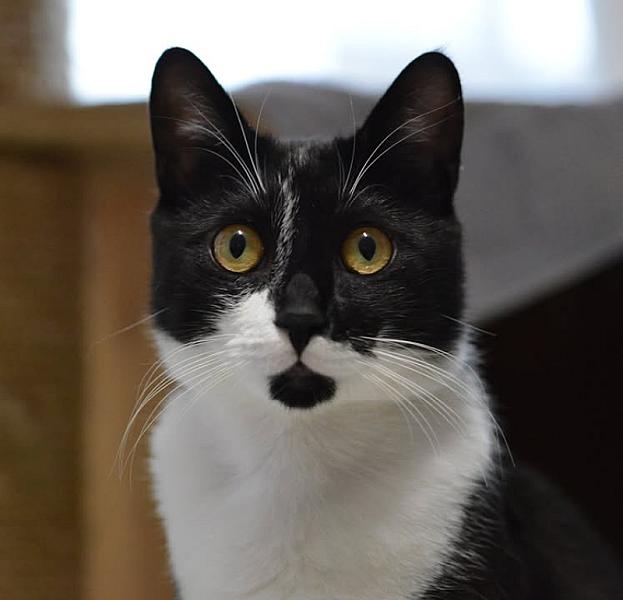 Kattenpraat
