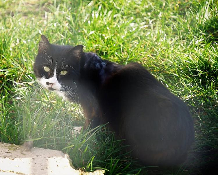 Kattenpraat