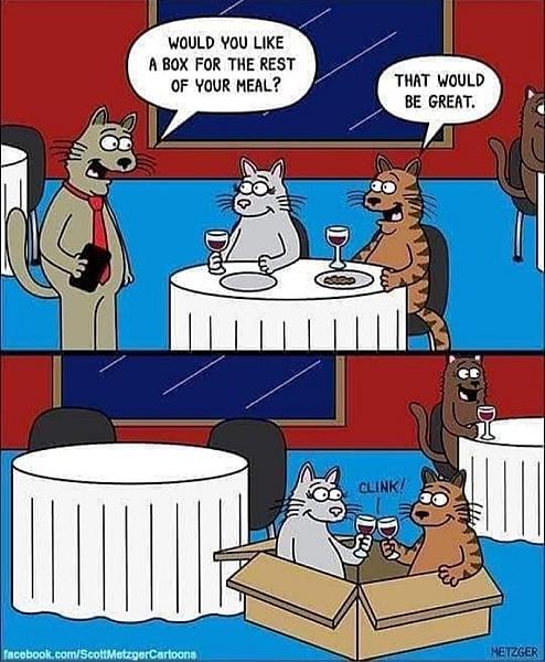 Kattenpraat