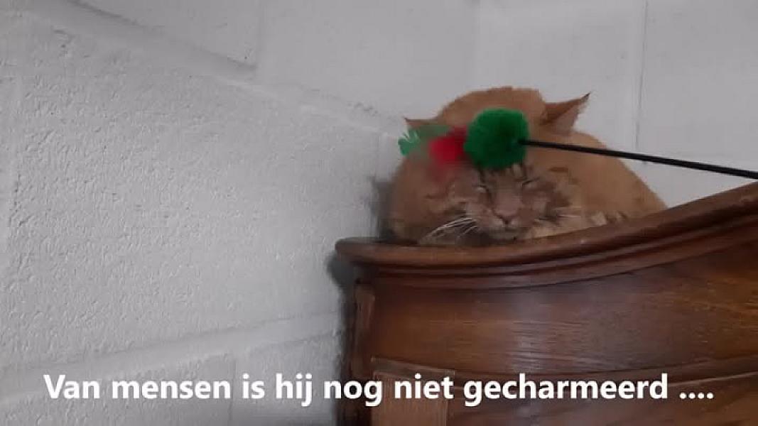 Kattenpraat