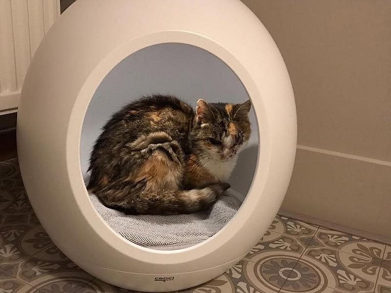 Kattenpraat