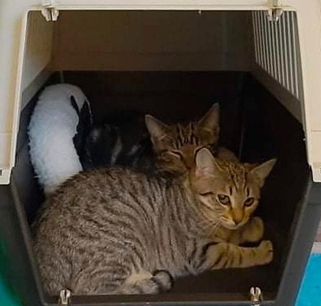 Kattenpraat
