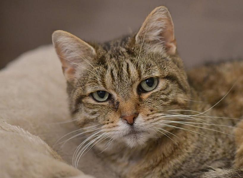 Kattenpraat