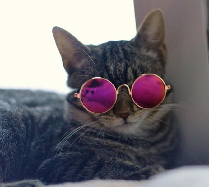Kattenpraat