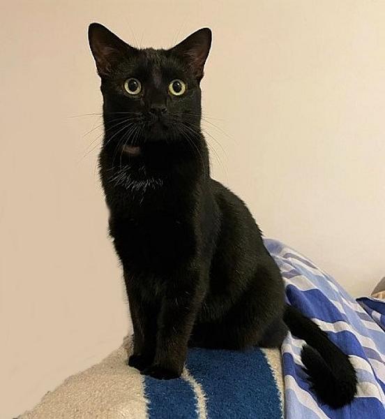 Kattenpraat