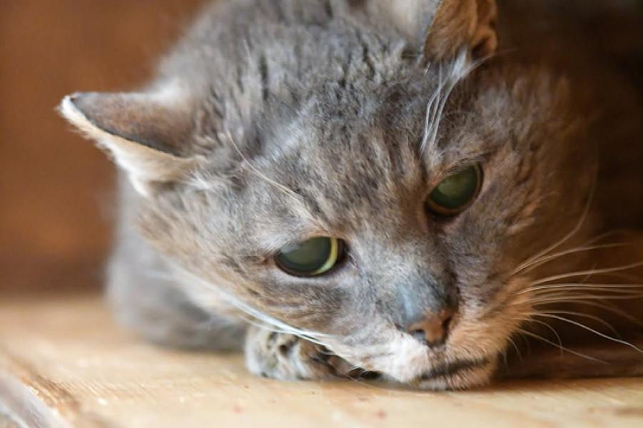 Kattenpraat
