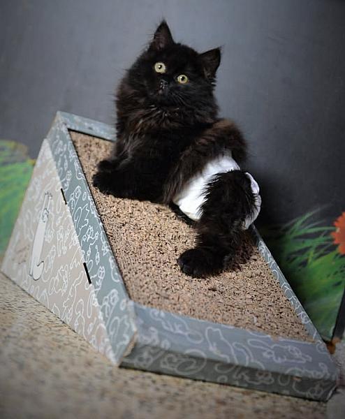 Kattenpraat