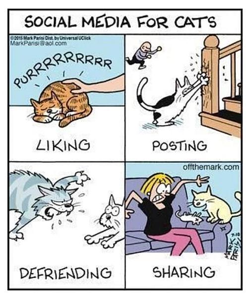 Kattenpraat