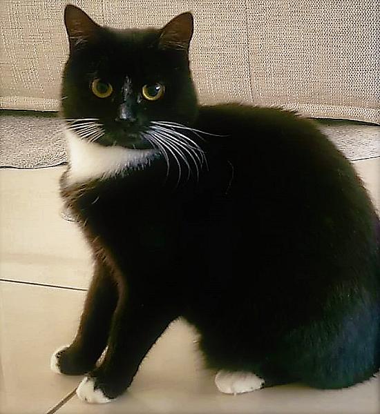 Kattenpraat
