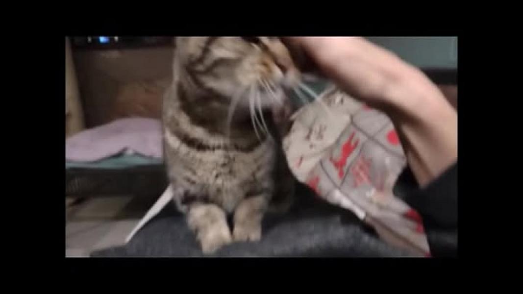 Kattenpraat