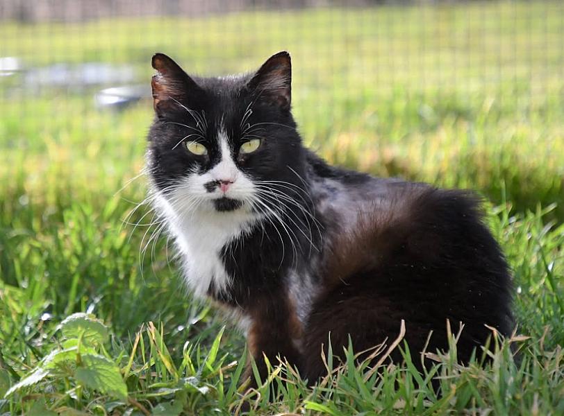 Kattenpraat