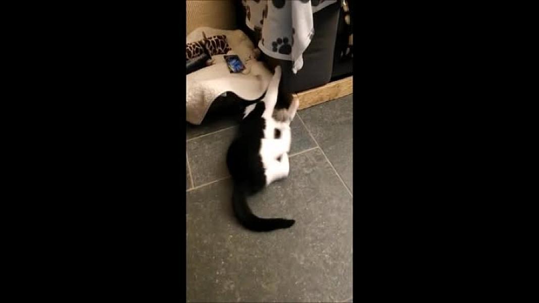 Kattenpraat