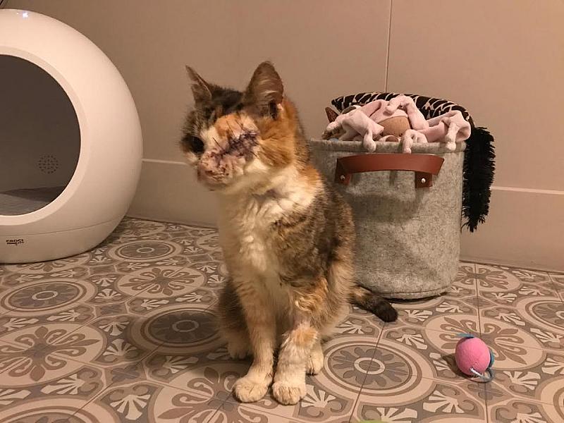 Kattenpraat