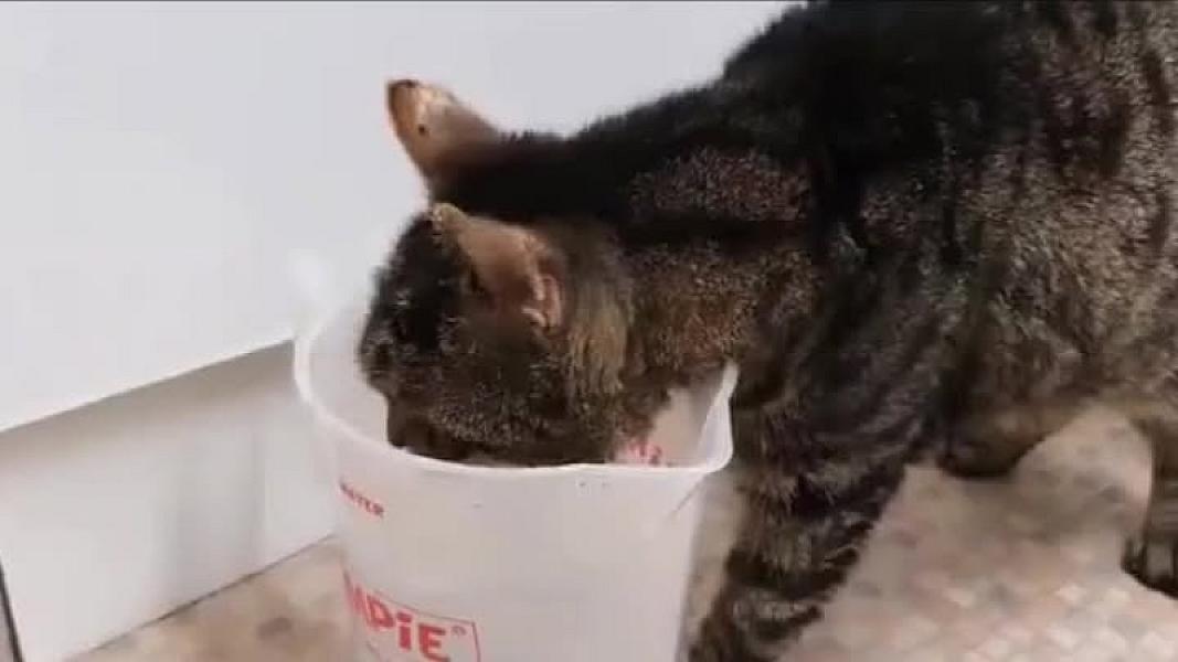 Kattenpraat