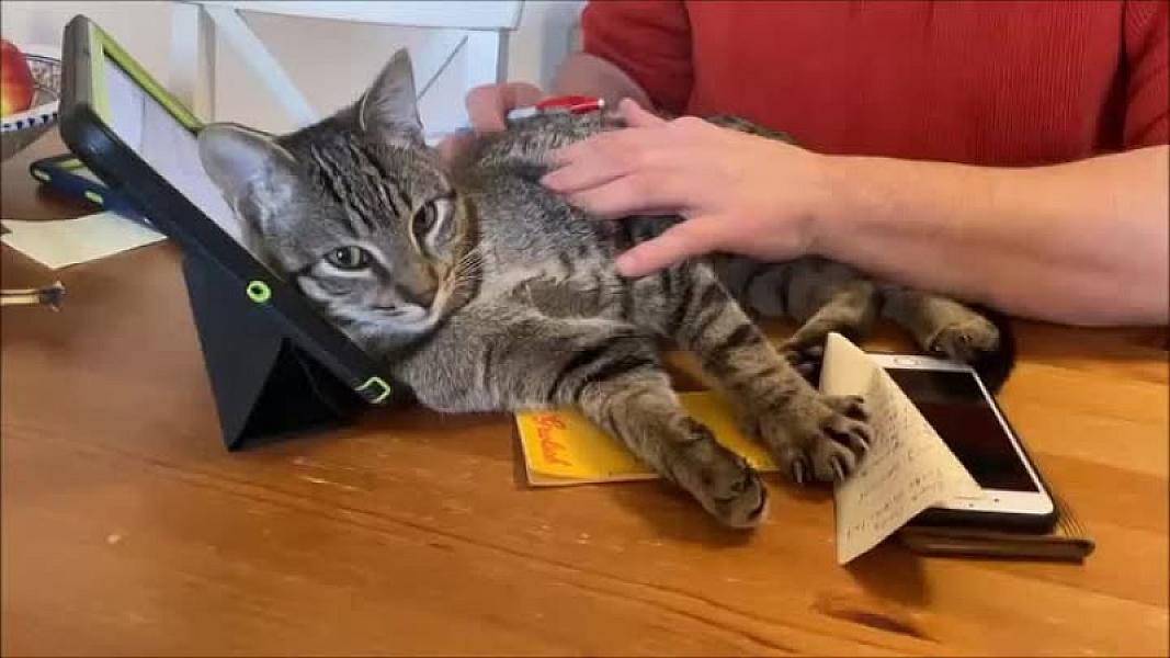 Kattenpraat