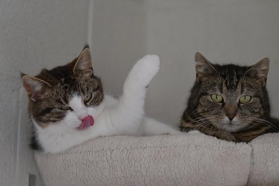 Kattenpraat