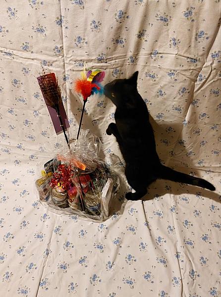 Kattenpraat