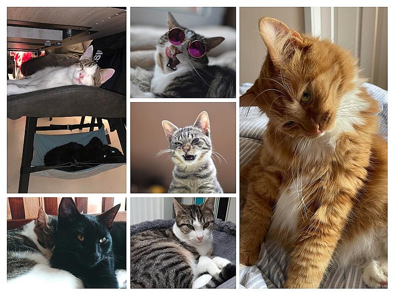 Kattenpraat
