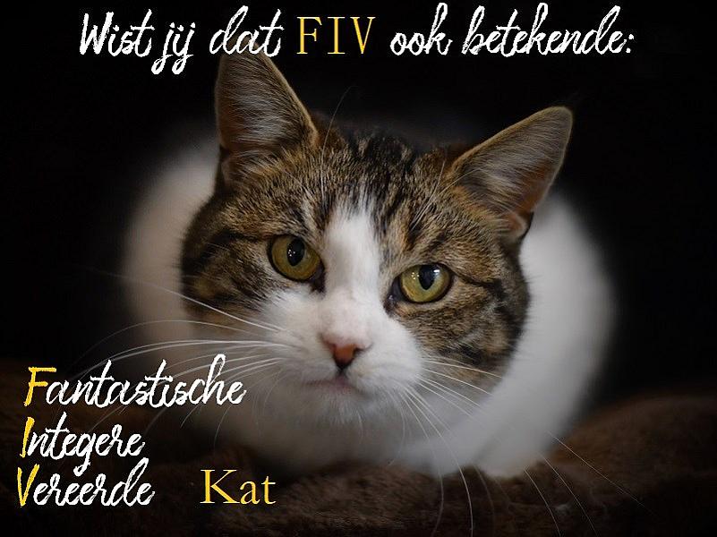 Kattenpraat