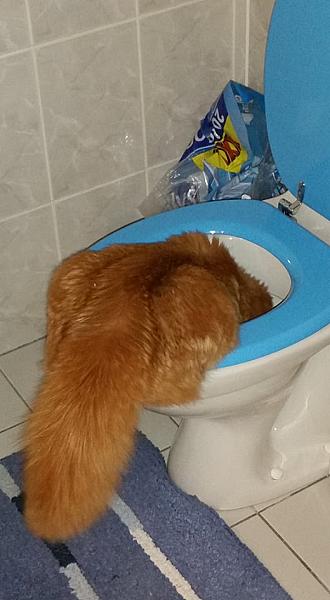 Kattenpraat