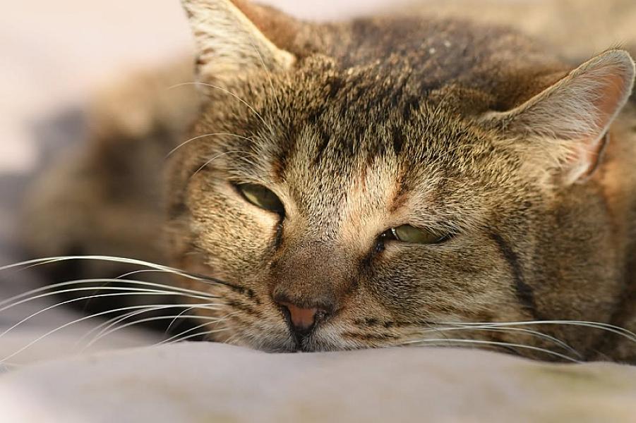 Kattenpraat