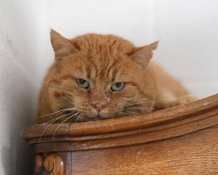 Kattenpraat