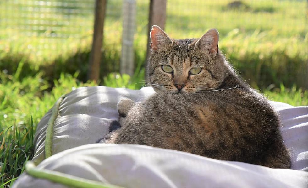 Kattenpraat