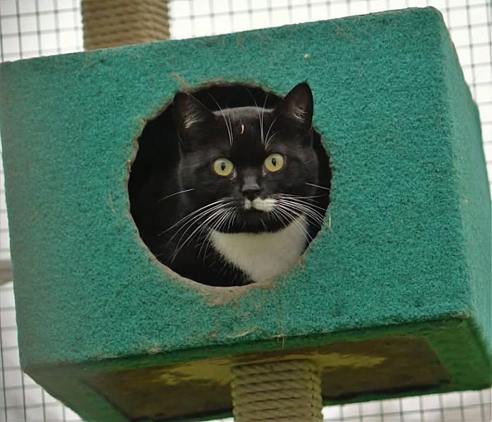 Kattenpraat