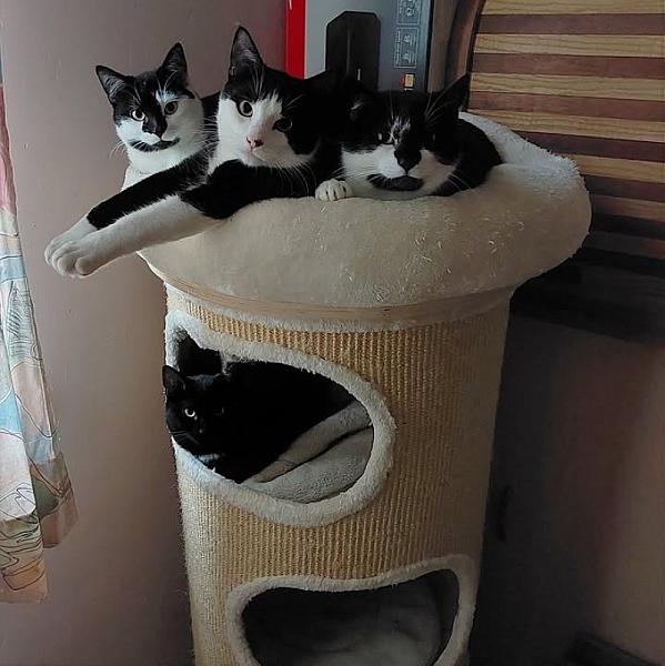Kattenpraat