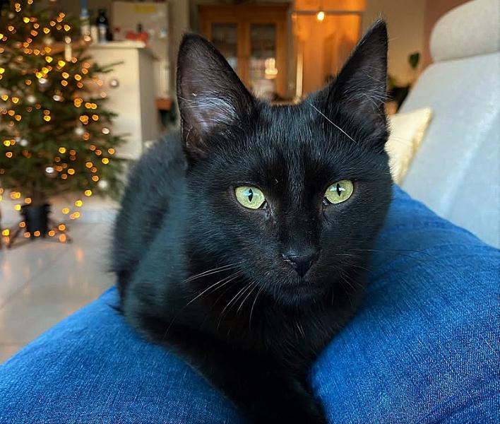 Kattenpraat