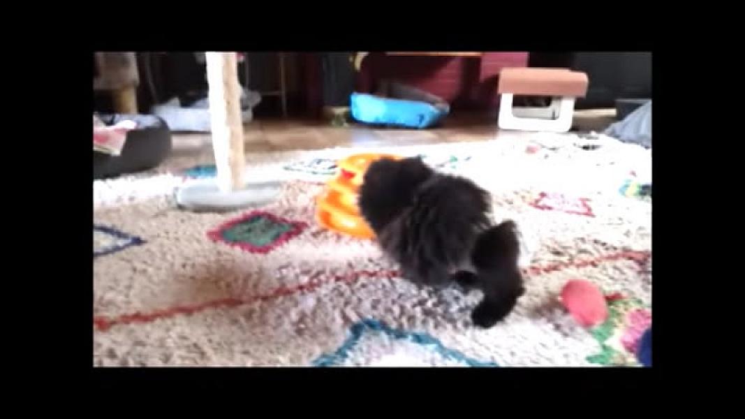 Kattenpraat