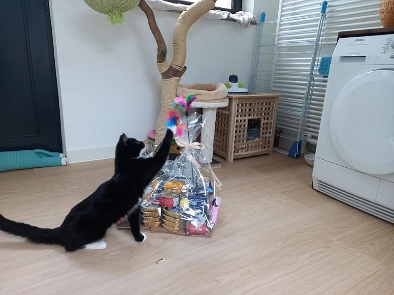 Kattenpraat