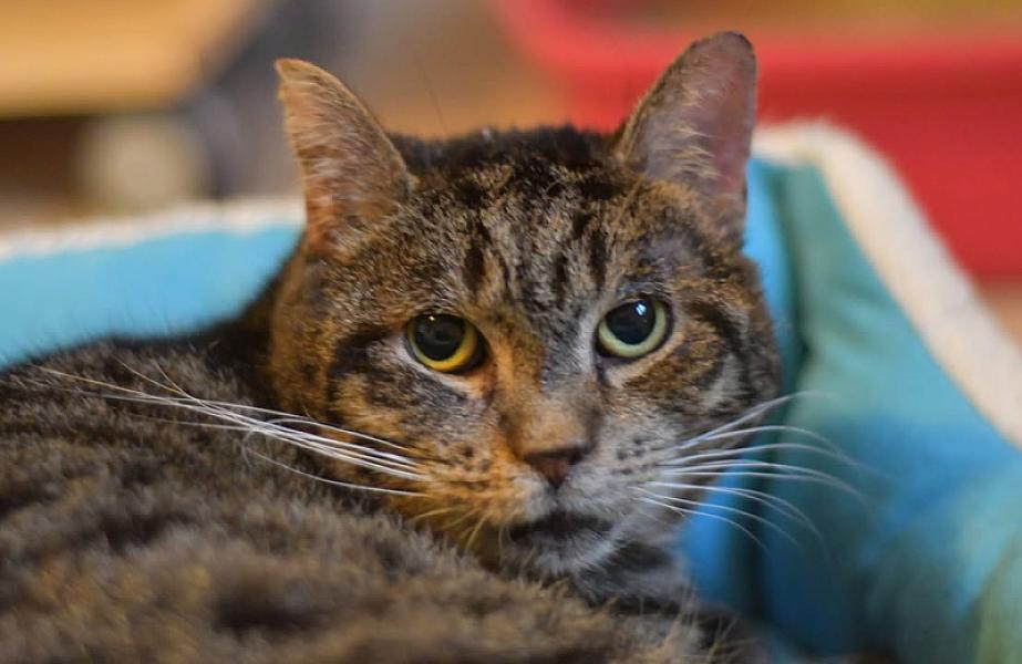 Kattenpraat