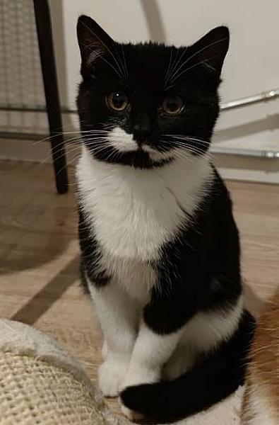 Kattenpraat