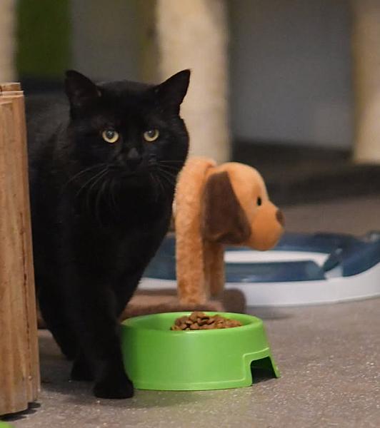 Kattenpraat