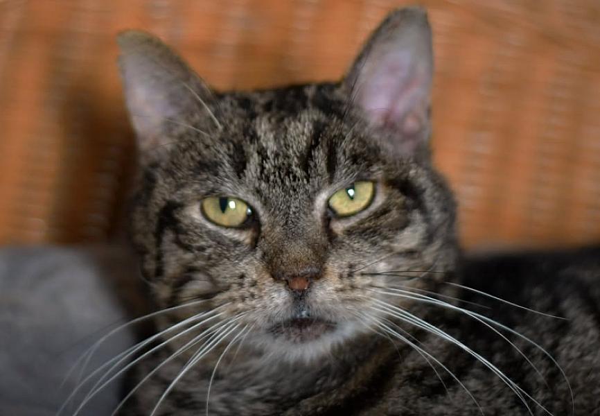 Kattenpraat