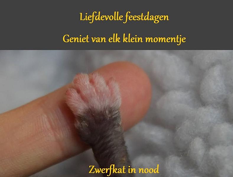Kattenpraat