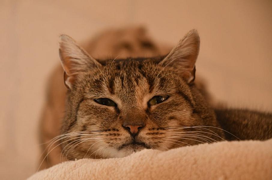 Kattenpraat