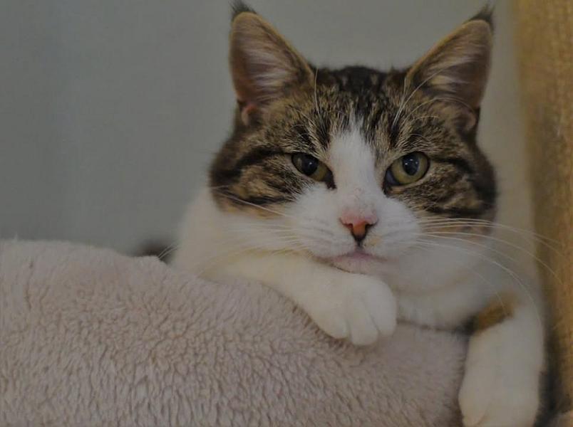 Kattenpraat