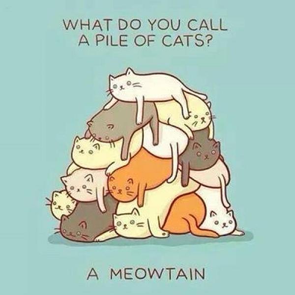 Kattenpraat