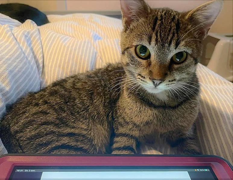 Kattenpraat