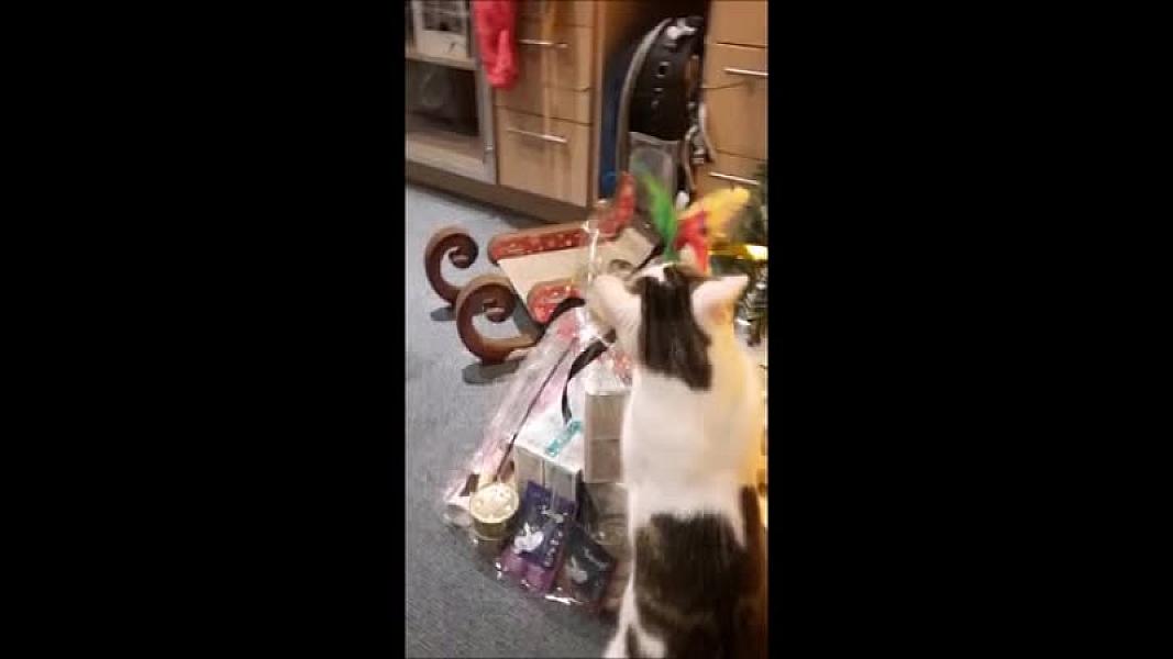 Kattenpraat