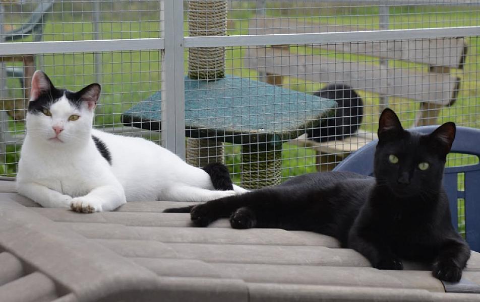 Kattenpraat
