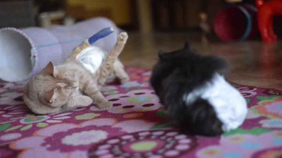 Kattenpraat